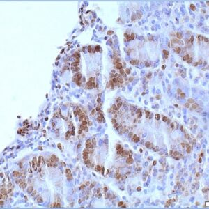 IHC image Villin-1 HM2442